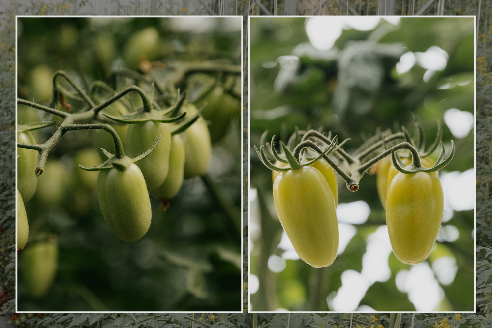 Green Cherry Tomato