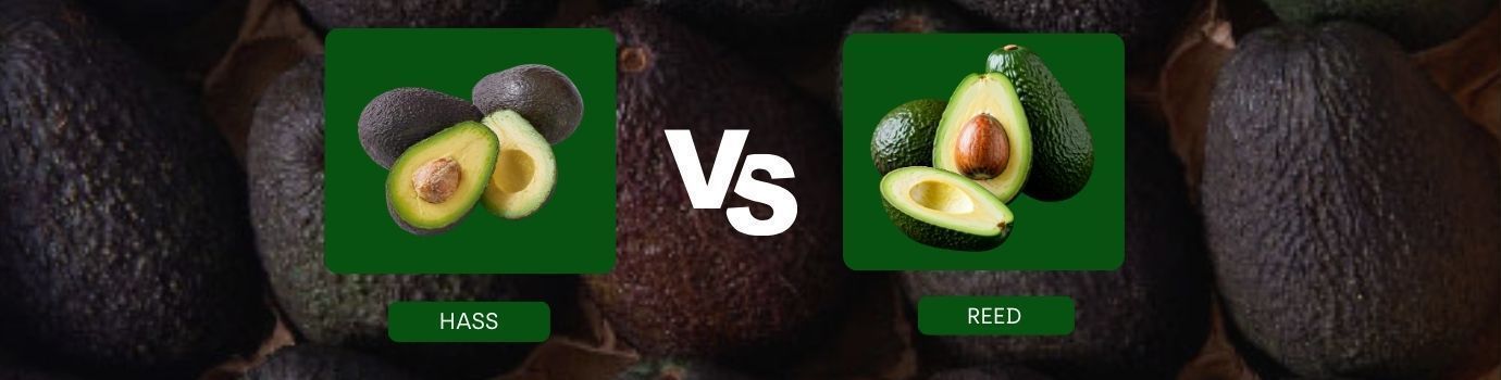 เปรียบเทียบพันธุ์อะโวคาโดยอดนิยม Hass vs Reed
