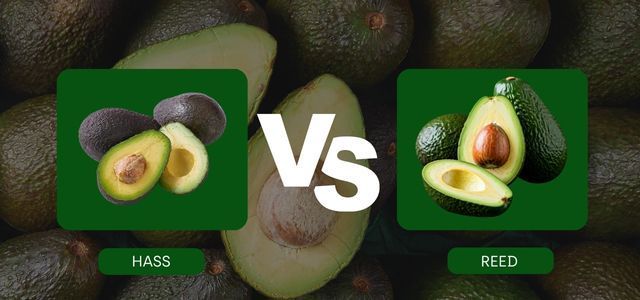 เปรียบเทียบพันธุ์อะโวคาโดยอดนิยม Hass vs Reed
