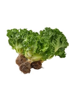 ฟินเลย์ ไอซเบิร์ก Frillice Iceberg