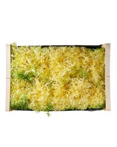 (FR) Fine Frisee Yellow