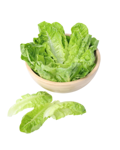 ใบเบบี้คอส Baby Cos Leaf