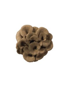 เห็ดไมตาเกะ Maitake (Ready To Cook)