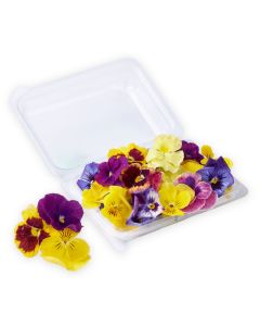 ดอกแพนซี่ Pansy Flower