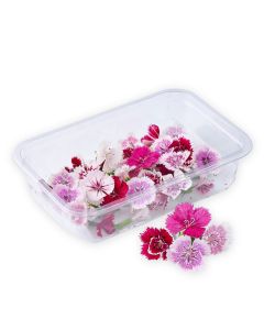 ดอกผีเสื้อ Dianthus Flower