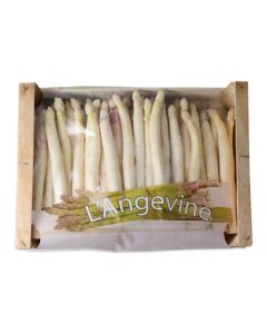 (FR) White Asparagus Size 22+ (5 kg/box)