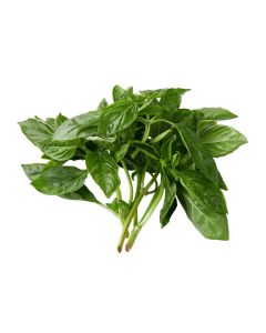 โหระพาฝรั่ง Sweet Basil