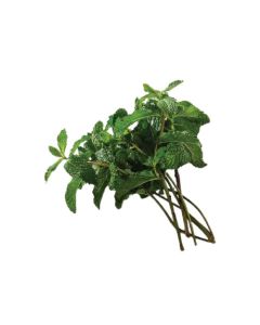 สะระแหน่ Mint