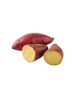 มันหวานญี่ปุ่น Japanese Sweet Potato