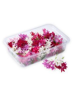 ดอกเข็มอินเดีย Pentas Flower