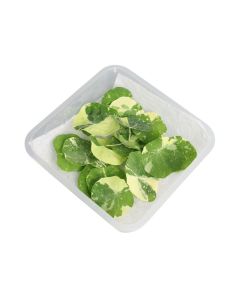 Nasturtium Alaska Series 20 ea/pack